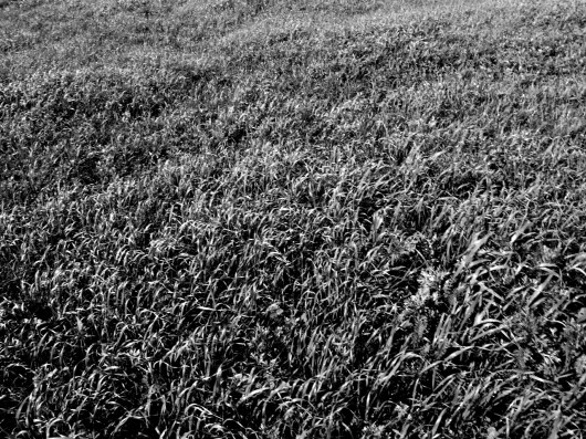 זה ירוק נשבעת מוקטן