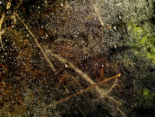 קורים מוקטן