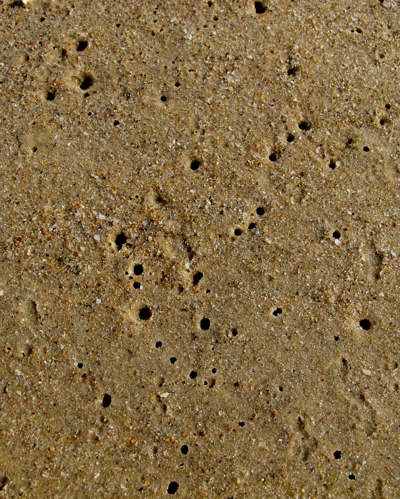 תחרת ים מוקטן