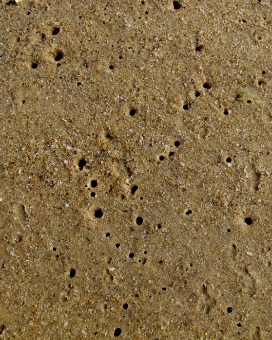 תחרת ים מוקטן